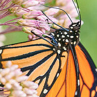 Buy canvas prints of Monarch Butterfly suspended on Joe Pye Weed by Jim Hughes