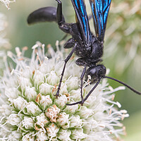 Buy canvas prints of Great Black Wasp by Jim Hughes