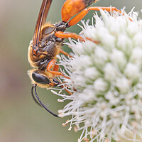 Buy canvas prints of Great Golden Digger Wasp by Jim Hughes