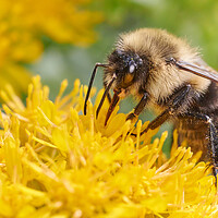 Buy canvas prints of Bumblebee on Goldenrod by Jim Hughes