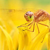 Buy canvas prints of Dragonfly on Brown-eyed Susan by Jim Hughes