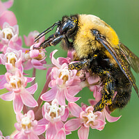 Buy canvas prints of Bumblebee Queen by Jim Hughes