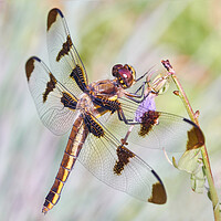 Buy canvas prints of Whitetail Dragonfly by Jim Hughes
