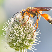 Buy canvas prints of Great Golden Digger Wasp by Jim Hughes