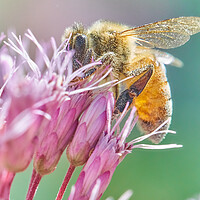 Buy canvas prints of Honey Bee on Joe Pye Weed by Jim Hughes