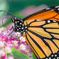 Buy canvas prints of Monarch Butterfly on Milkweed by Jim Hughes