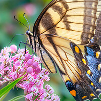 Buy canvas prints of Eastern Tiger Swallowtail butterfly by Jim Hughes