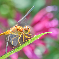 Buy canvas prints of Skimmer dragonfly and Monarda by Jim Hughes