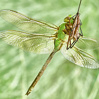 Buy canvas prints of Green Darner In The Sun by Jim Hughes