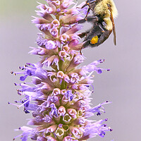 Buy canvas prints of Bumblebee on Blue Giant Hyssop by Jim Hughes