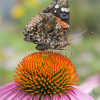Buy canvas prints of Red Admiral butterfly on coneflower by Jim Hughes