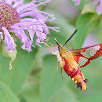 Buy canvas prints of Hummingbird Moth by Jim Hughes