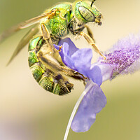 Buy canvas prints of Brilliant Green Bee by Jim Hughes