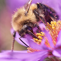 Buy canvas prints of Bumble Bee on Aster by Jim Hughes