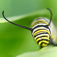 Buy canvas prints of Monarch Caterpillar on milkweed by Jim Hughes