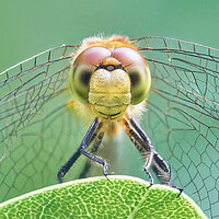 Buy canvas prints of Dragonfly Face by Jim Hughes