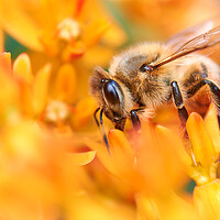 Buy canvas prints of Honeybee In A World Of Orange by Jim Hughes