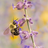 Buy canvas prints of Bumble Bee on Russian Sage by Jim Hughes