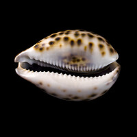 Buy canvas prints of Cowrie (or Cowry) sea shell by Jim Hughes