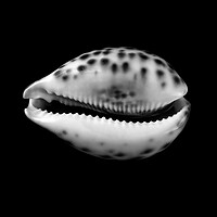 Buy canvas prints of Cowry  shell  by Jim Hughes
