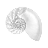Buy canvas prints of Nautilus shell by Jim Hughes