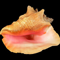Buy canvas prints of pink Queen Conch sea shell by Jim Hughes
