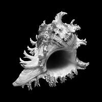 Buy canvas prints of sea shell: ramose or branched murex by Jim Hughes