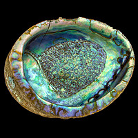 Buy canvas prints of abalone seashell by Jim Hughes
