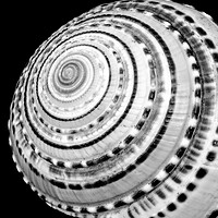 Buy canvas prints of Spiral sea shell by Jim Hughes