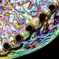 Buy canvas prints of Abalone shell closeup by Jim Hughes