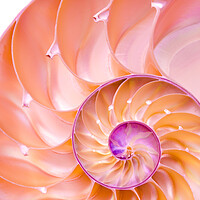 Buy canvas prints of Nautilus spiral by Jim Hughes