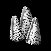 Buy canvas prints of Alphabet Cone shells Conus Spurius by Jim Hughes