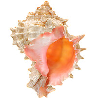 Buy canvas prints of sea shell: pink mouthed murex by Jim Hughes