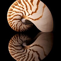 Buy canvas prints of Tiger Nautilus shell and reflection by Jim Hughes