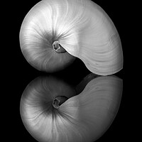 Buy canvas prints of Polished Nautilus shell and reflection by Jim Hughes