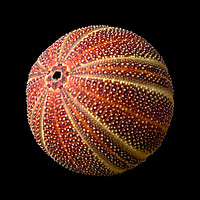 Buy canvas prints of Sea Urchin 2 by Jim Hughes