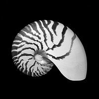 Buy canvas prints of Tiger Nautilus shell by Jim Hughes