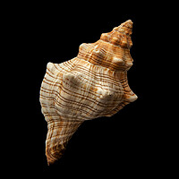 Buy canvas prints of Trapezium Horse Conch shell by Jim Hughes