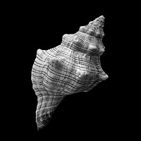 Buy canvas prints of Trapezium Horse Conch sea shell by Jim Hughes