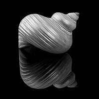 Buy canvas prints of Polished Turban Shell and reflection by Jim Hughes