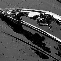 Buy canvas prints of Jaguar XK 150 hood ornament by Jim Hughes