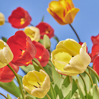 Buy canvas prints of Tulips by Jim Hughes