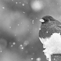 Buy canvas prints of Dark Eyed Junco in a snowstorm by Jim Hughes