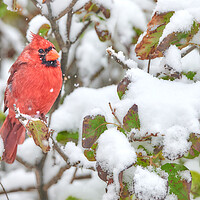 Buy canvas prints of Winter Cardinal by Jim Hughes