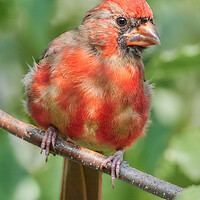 Buy canvas prints of Young Male Cardinal by Jim Hughes