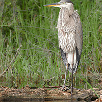 Buy canvas prints of Great Bllue Heron in the marsh by Jim Hughes