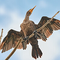 Buy canvas prints of Double-crested cormorant by Jim Hughes
