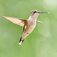 Buy canvas prints of Hummingbird Dancing On Air by Jim Hughes