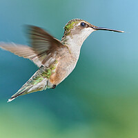 Buy canvas prints of A Hummingbird Suspended in Air by Jim Hughes