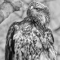 Buy canvas prints of Young Bald Eagle by Jim Hughes